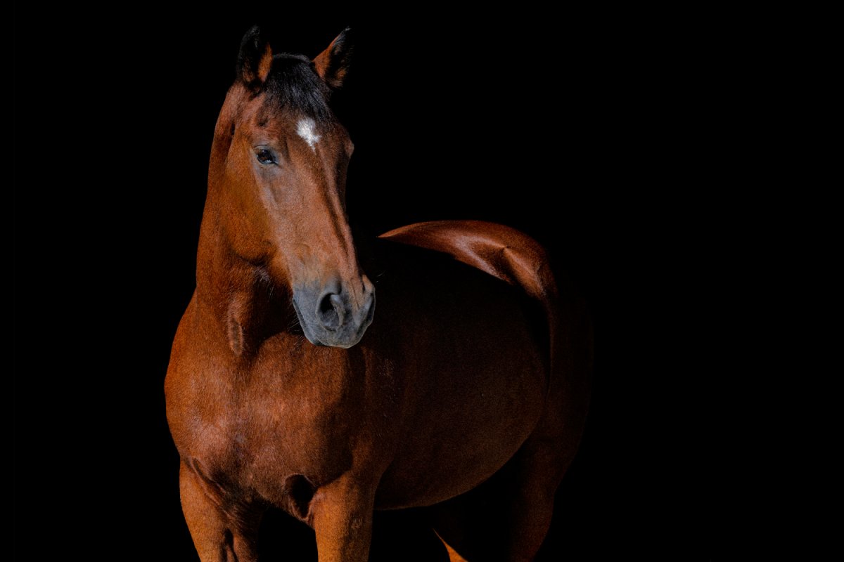 Symbolbild von Pferd und Mensch bei einem natürlichen Fotoshooting