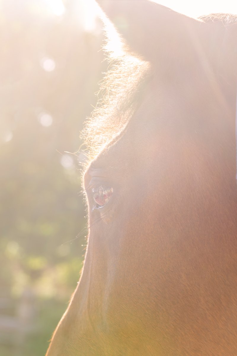 Symbolbild für ein entspanntes Fotoshooting mit Pferd